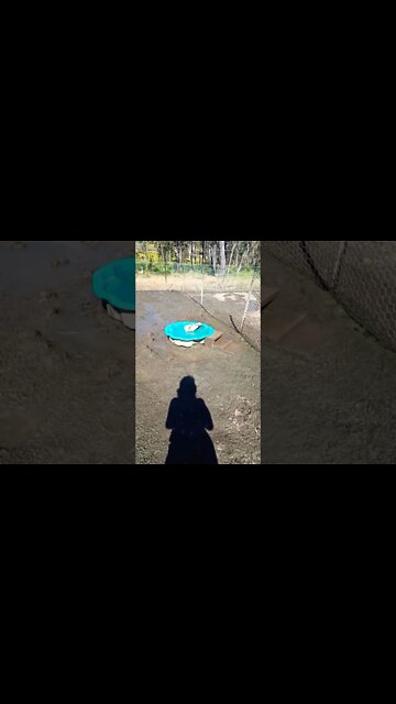 Muscovy girl loving the water