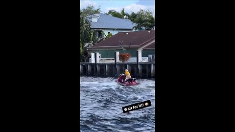 average miami day - dog driving jet ski