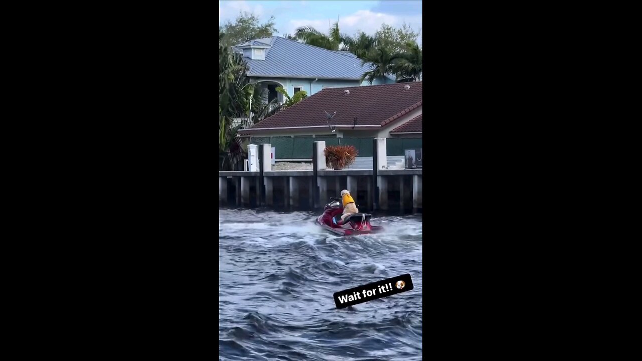 average miami day - dog driving jet ski