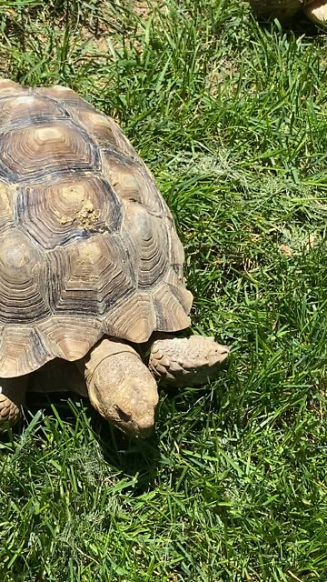 Tortoise grazing in the back yard