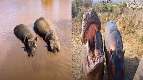 Baby Hippo Raised By Rhinos Meets A Hippo