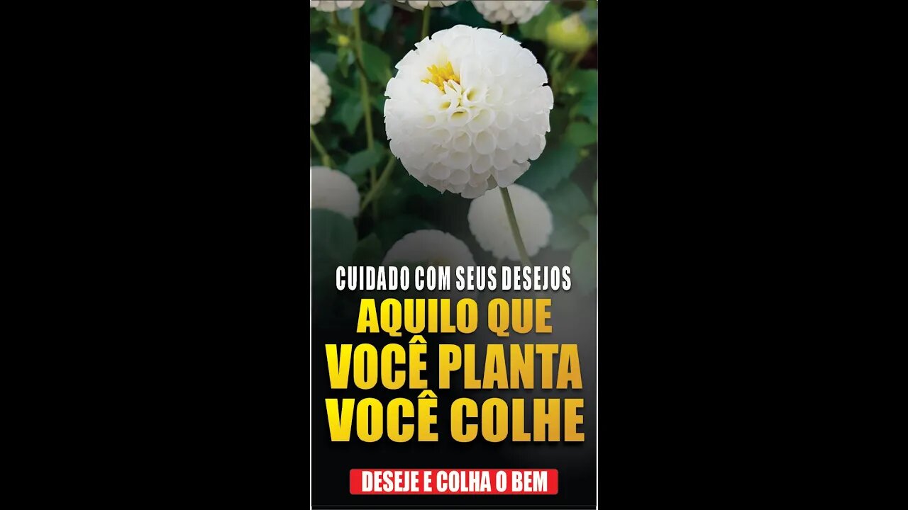 Cuidado com seus desejos: você colhe o que planta