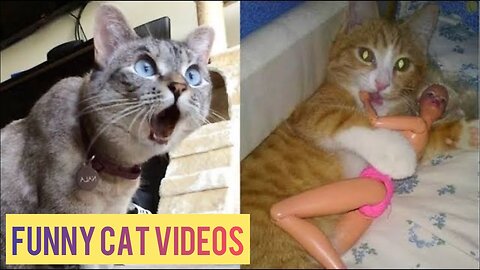 Baby Cats - Cute and funny Baby Cat videos Compilation