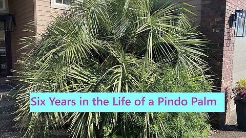 Six Years in the Life of a Pindo Palm