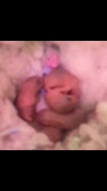 New born Dwarf hamsters