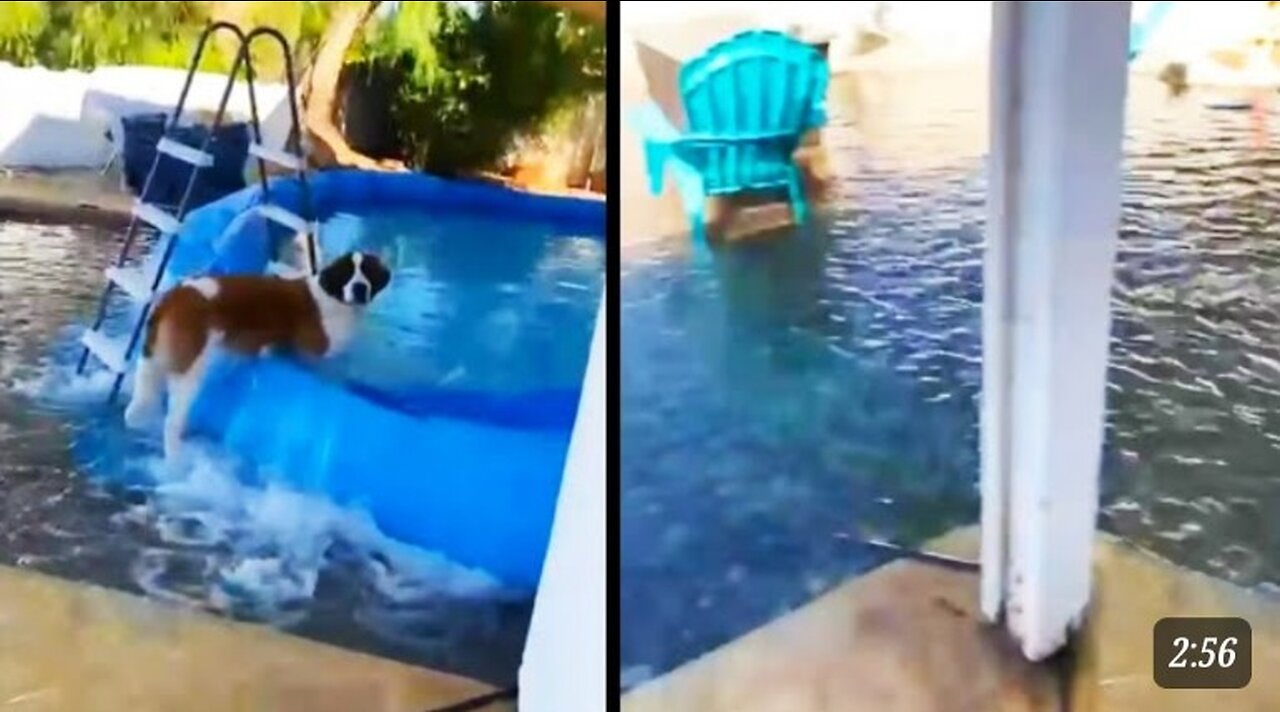 Dog Chooses Chaos Daily Dose Of Video