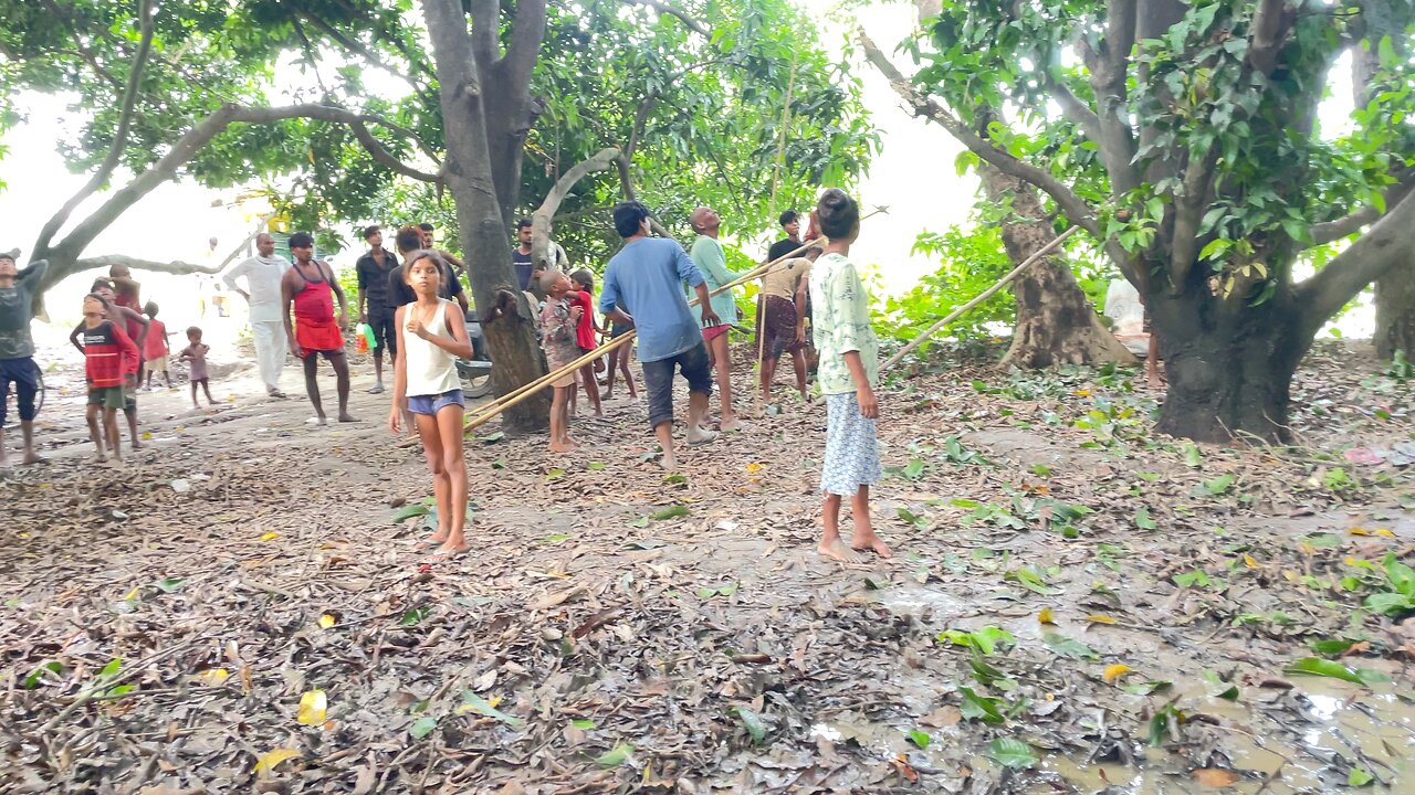 Everyone searching mango #mango #tree #village