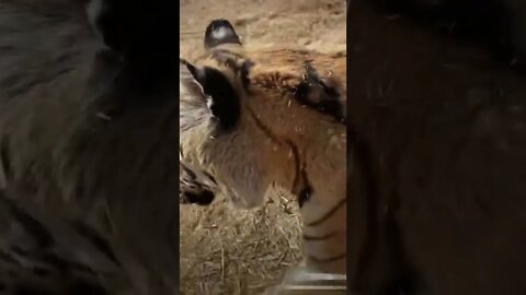 Beautiful Tiger #shorts #tiger #wildanimals