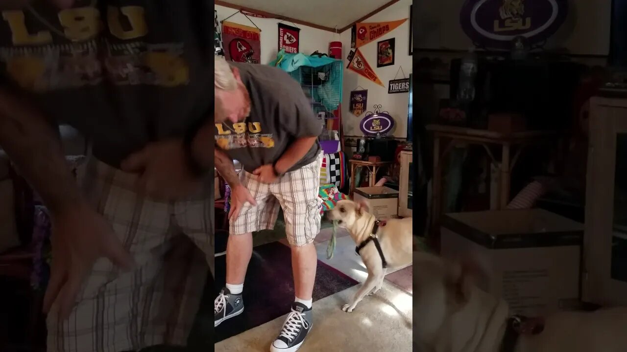 Helicopter Dog Lord Belvedere