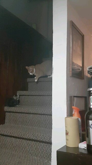 I'll slap you silly!