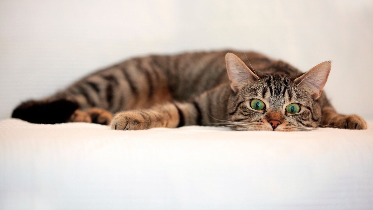 Most funniest cat will make you lough