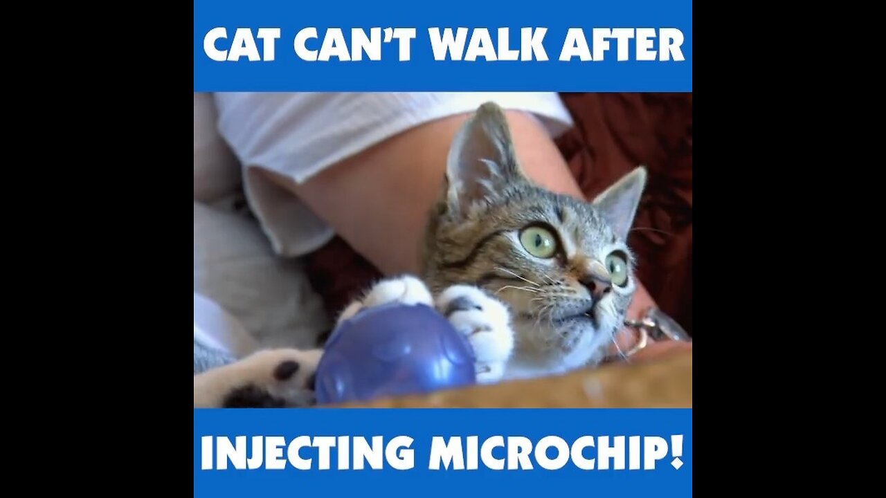 Mitsy, the kitten, cant walk after a microchip was lodged in between the spinal…