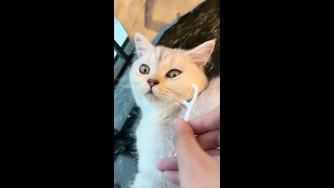 cats and dogs funny videos __ @shortsyoutube @cuteanimemoments @cuteanimals