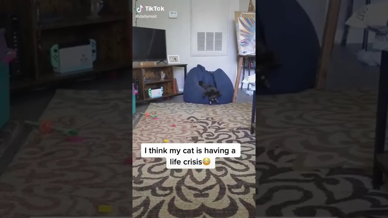 Funny & Cute Cats Compilation #tiktok #shorts 😻 #ytshorts #cute #cat #youtube #youtubeshorts
