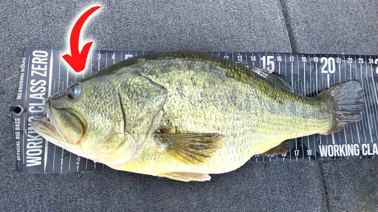 Growing BIGGER Bass w/ Steve Bardin Fisheries Biologist