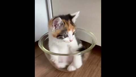 cute cat