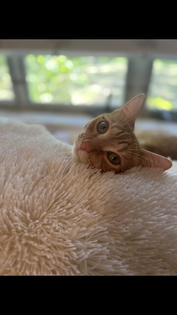 you are the best thing