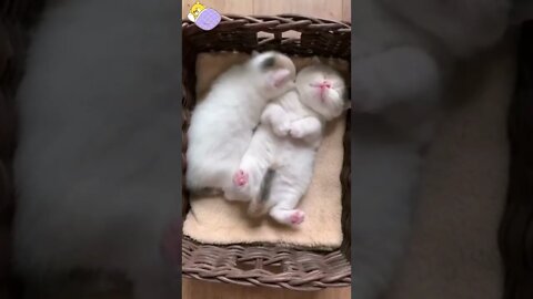 funny cat videos | cute cat videos| cute animals funny cats #shorts #shortsfunny #cutecat #funnycat