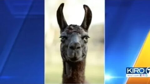 Do Llamas Hold The Key To Our Covid-19 Problem?