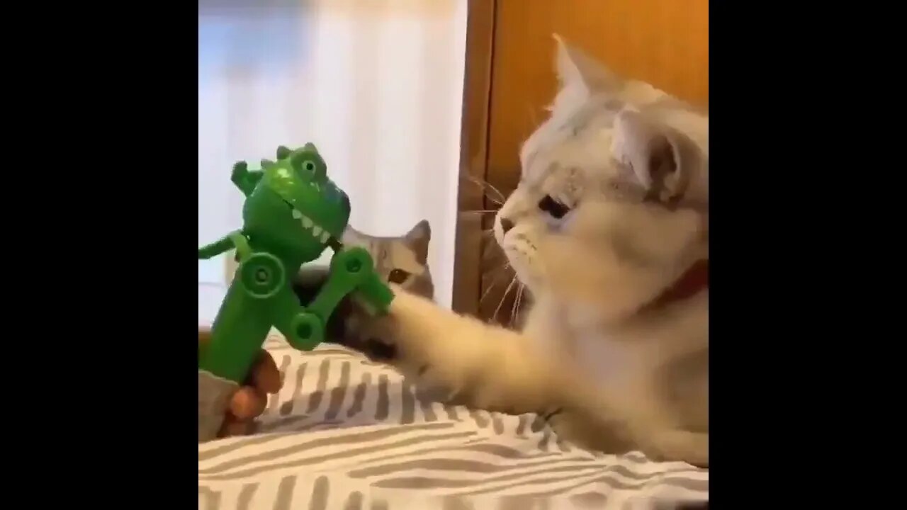 Bro you wanna try (funny kitty!)😂🤦‍♀️😍😍