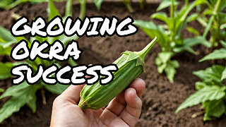 Growing Okra Made EASY From Seed to Plate!