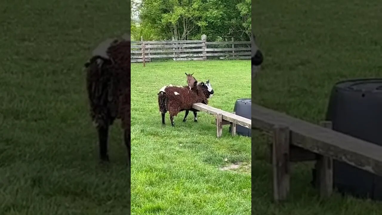 Goat chilling with a Sheep