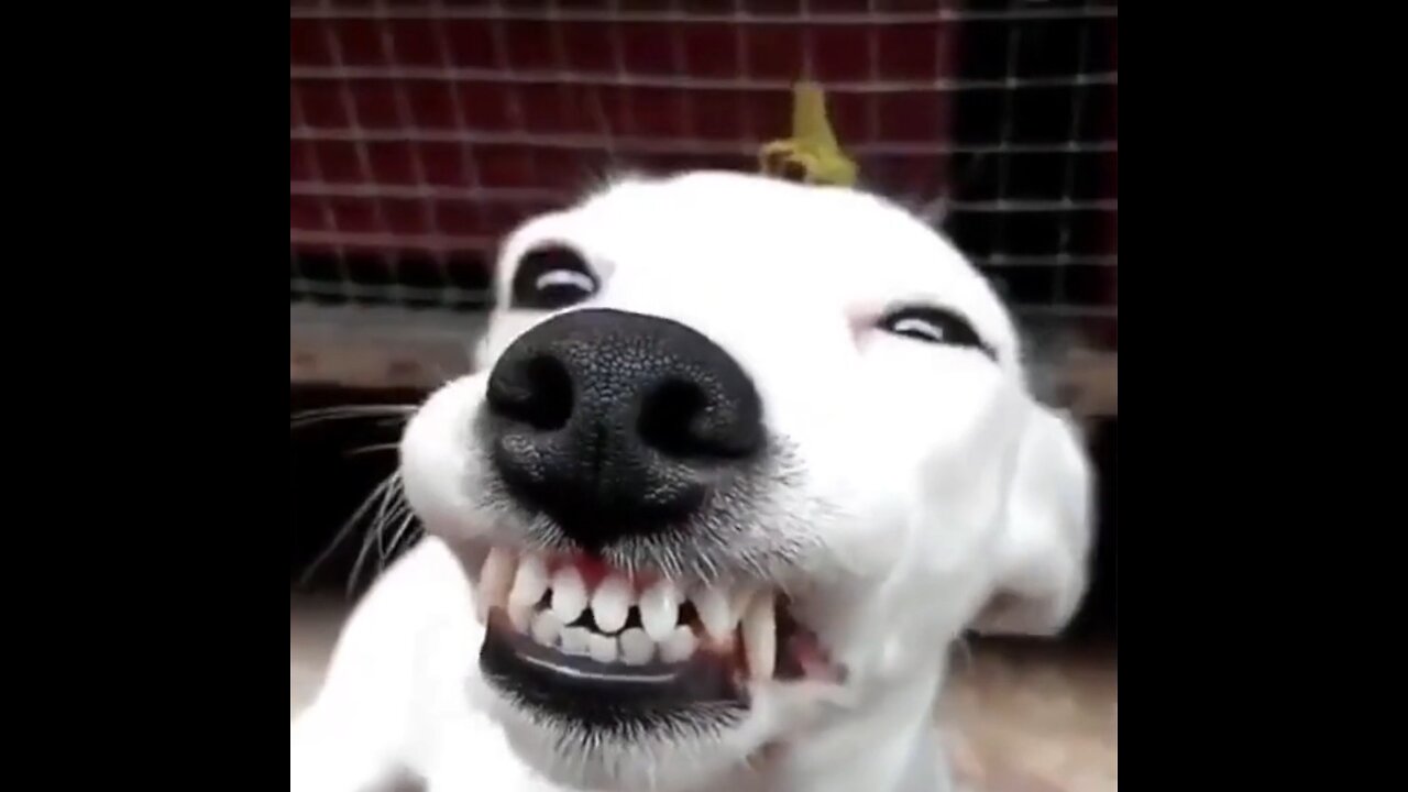 Dogs Smiling that would make you smile!