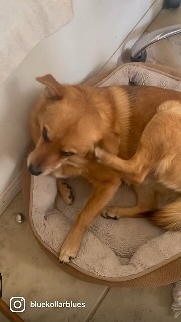 Rear leg Ear Dig and Lick