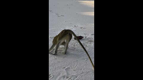 Monkey plays spin the bottle