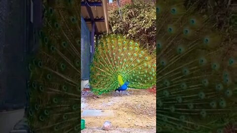 Peacock displaying its feathers