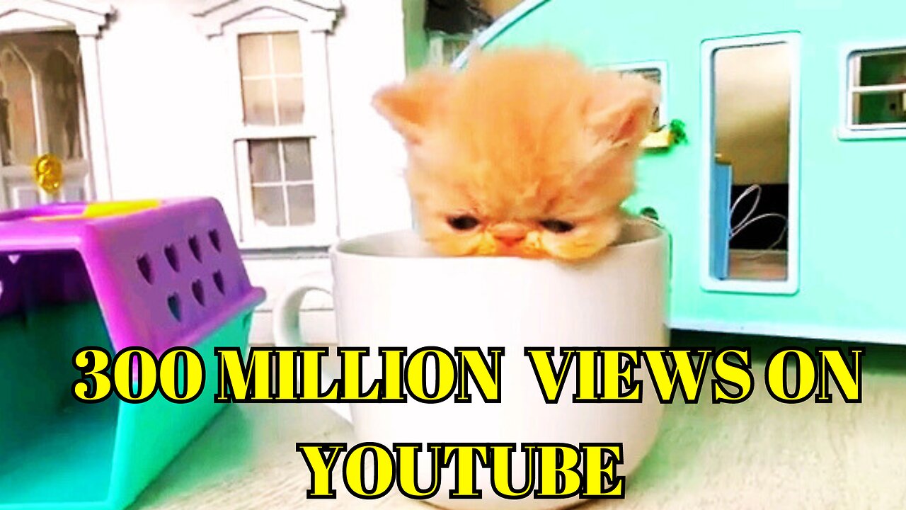 RESCUE the Smallest KITTEN in the World !! And building a NEW HOUSE for CAT