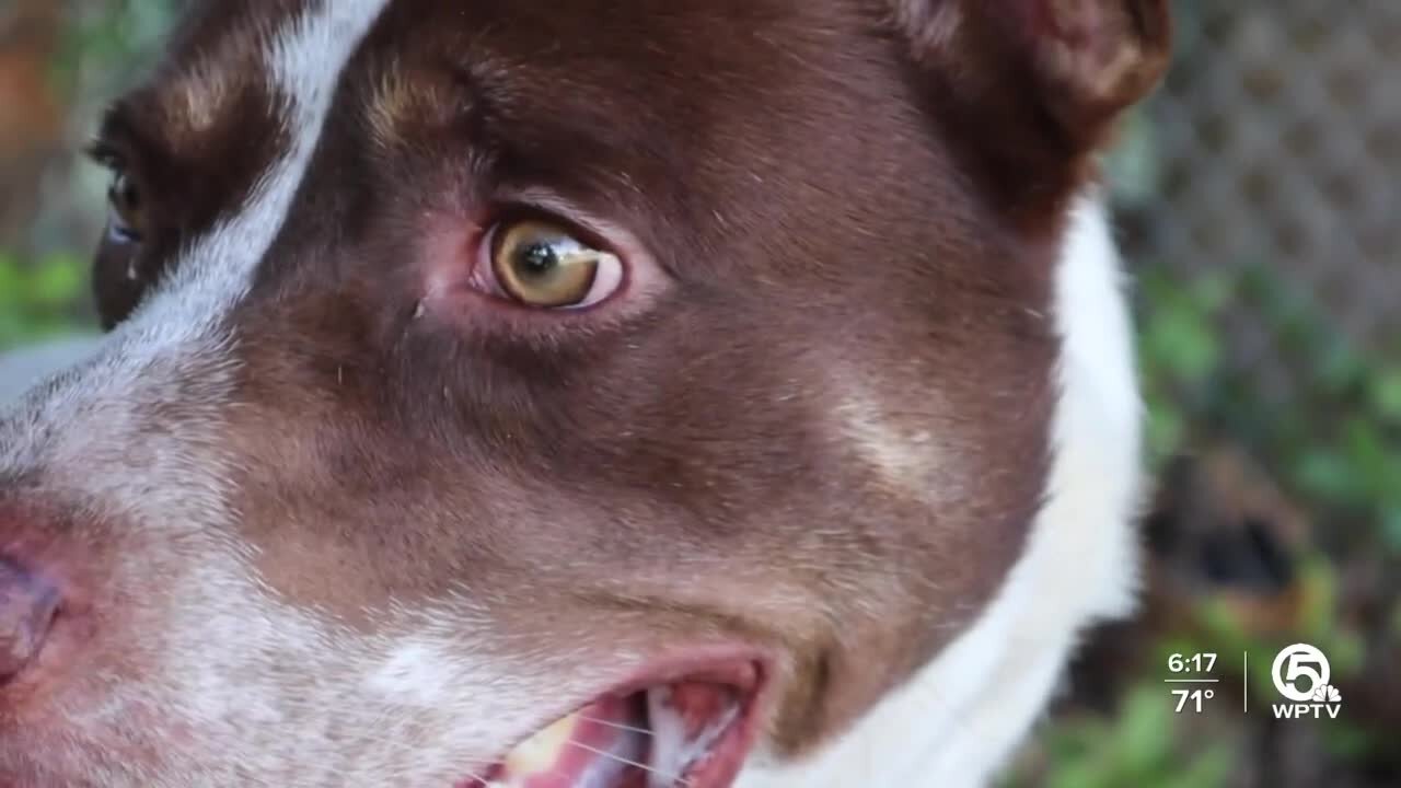 Palm Beach County Animal Care and Control quarantines dogs following outbreak