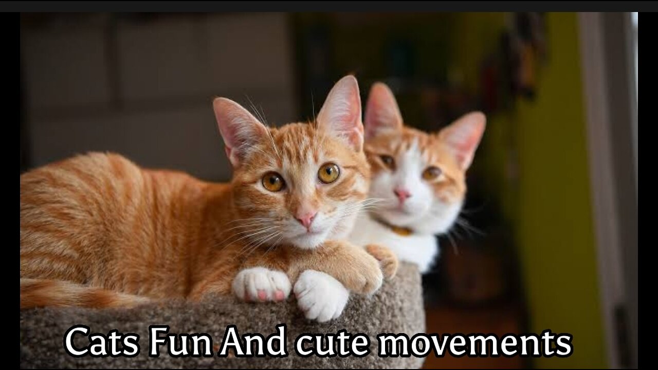 Cute & Funny Movements |Cat Fun Video|