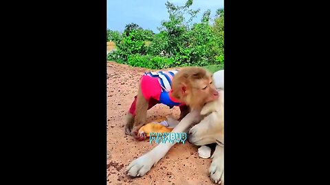 Dog and monkey 🐒 fighting #most_ funny _ video #news watching video