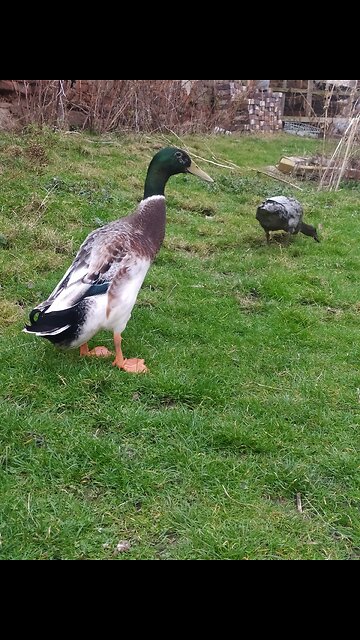 Village friends 🐔🐤🦆🐓
