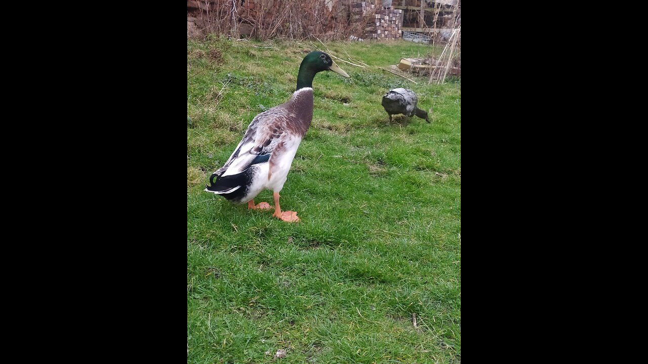 Village friends 🐔🐤🦆🐓