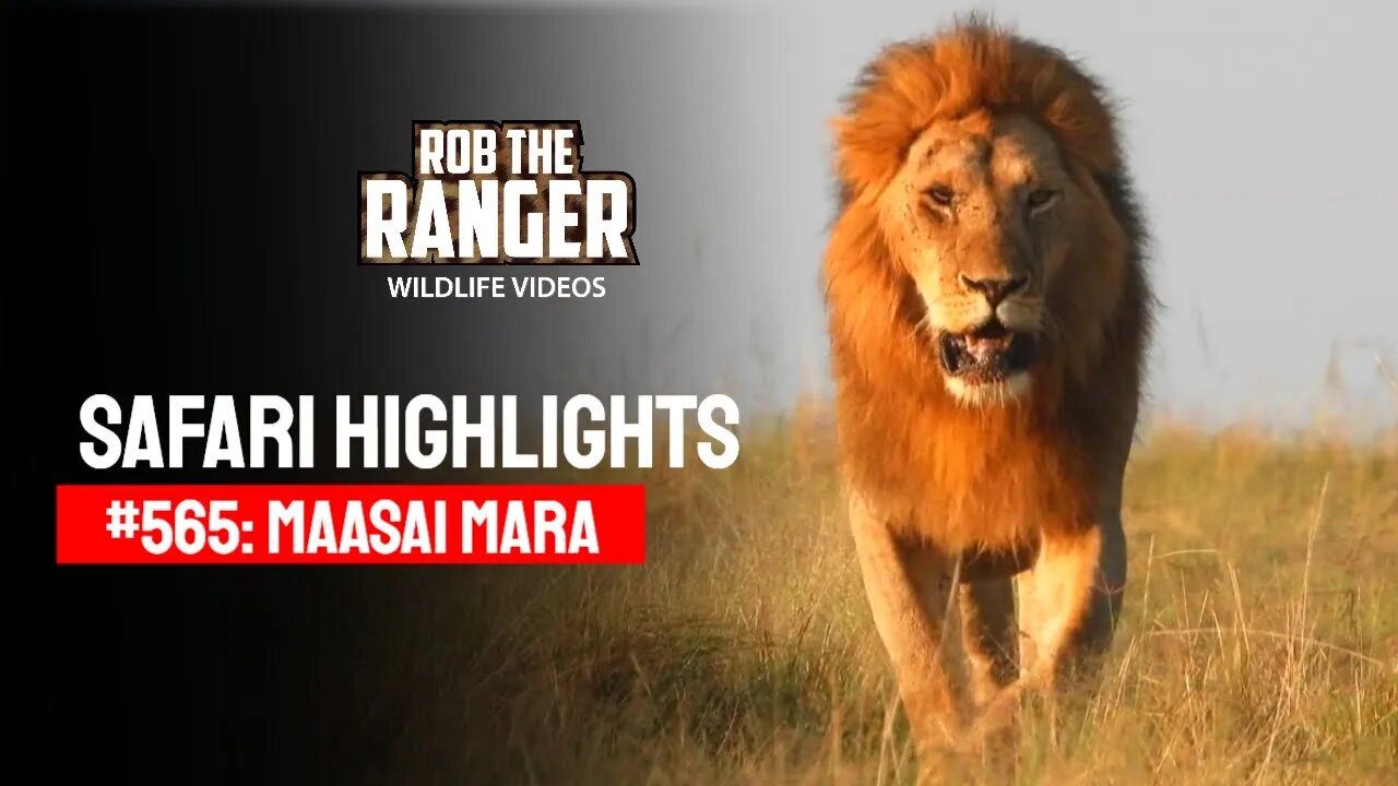 Safari Highlights #565: 12 & 13 October 2020 | Maasai Mara/Zebra Plains | Latest Wildlife Sightings