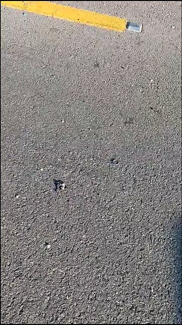 This is how American Hirsch Goldberg was abducted by Hamas TERRORISTS on Oct.7, 202 days ago.