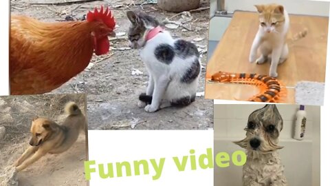 Funny Animal : dog angry with its owner