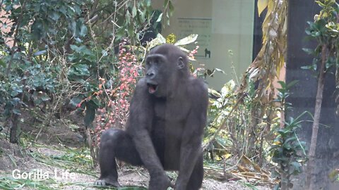 【Real Voice】Kintaro got angry at Mom Genki @gorilla