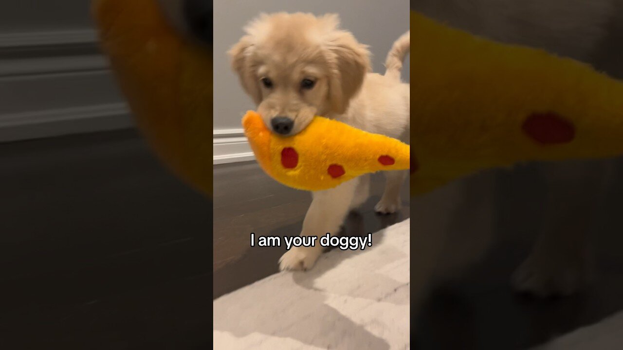 Golden Retriever Puppy Commands Attention! 🐶❤️**