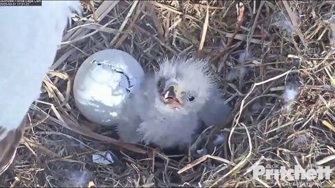 M feeds little E15 dinner. E16 is hatching. 3-31-20