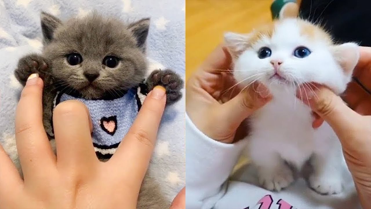 Funny cats and cute