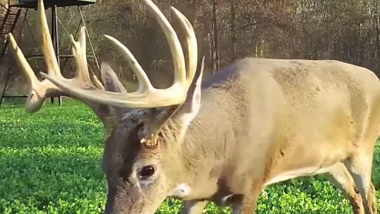 When the Shot Goes Wrong | Land of Whitetail