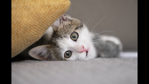 Adorable Animal Antics: The Ultimate Cats and Dogs Compilation!