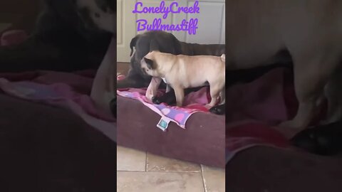 Puppy dog best friends ! Bullmastiff n Frenchie Best friends ! ￼