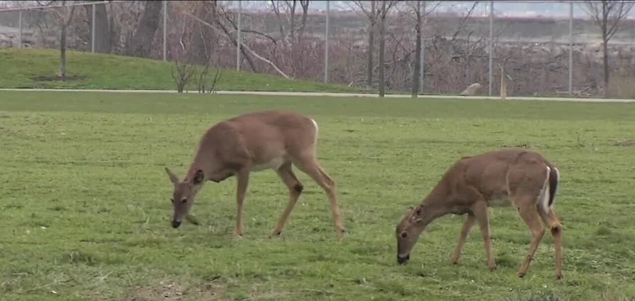 Deer in West Seneca has become a major focus even creating a task force in efforts to control what's going on