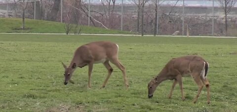 Deer in West Seneca has become a major focus even creating a task force in efforts to control what's going on