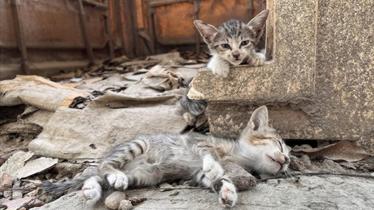 After Accident she was left on the side of the road. No one stopped the car to help her!