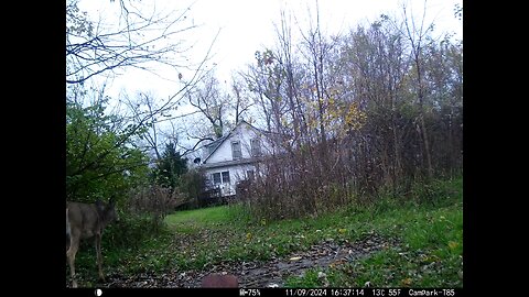 Deer Cam Spooked 11-09-2024